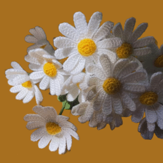 White Daisy Flower